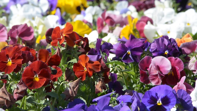 Flowers